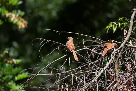 Pair of brown thrashers (Toxostoma rufum) on a fallen tree limb: one looking around watchfully, the other foraging