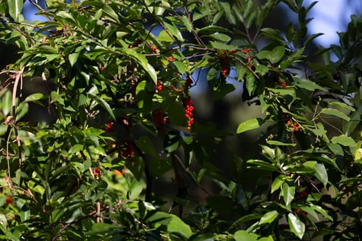 Red berries hanging off a bush with green leaves