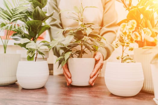 Home gardening, hobby, freelancing, cozy workplace. Grandmother gardener housewife in an apron holds a pot of Chamaedorea elegans in her hands.