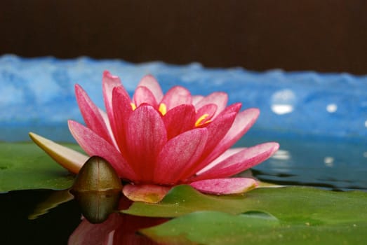 Pink Tibetan Lotus