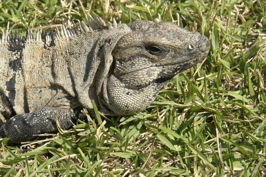 Iguana in the grass