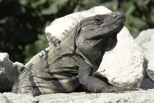 Iguana on rocks