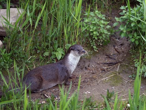 Eurasian river otter