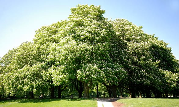 Flowering chestnut trees