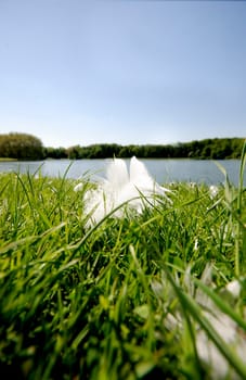 Swan Feather
