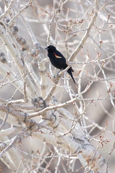 red-winged blackbird in tree