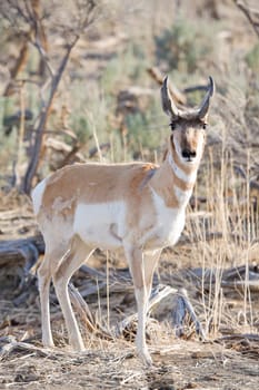 antelope in the wild