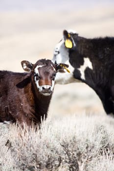 calf with mother