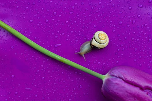 Snail 2