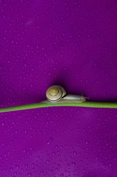 Snail 1