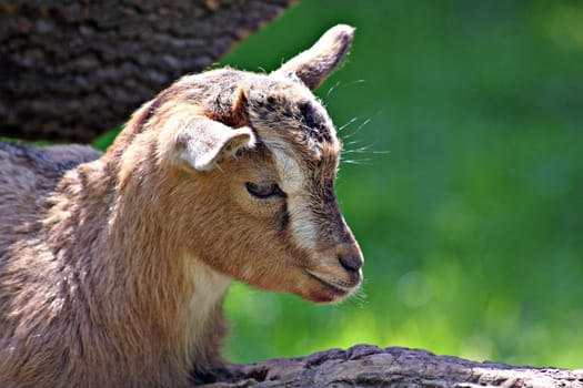 Goat Portrait