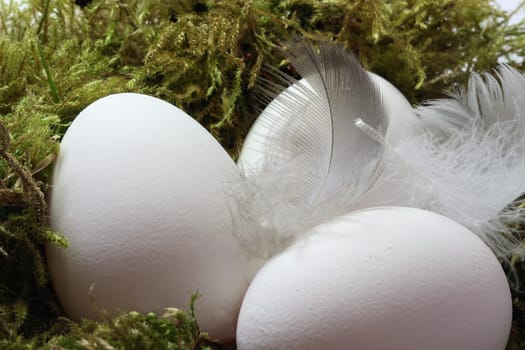 Eggs