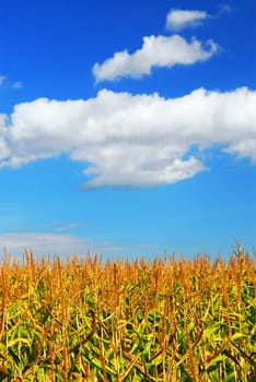 Corn field