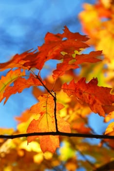 Fall oak leaves