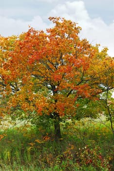 Autumn maple tree