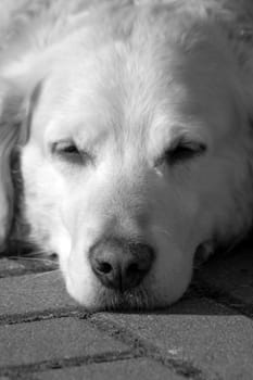 Labrador