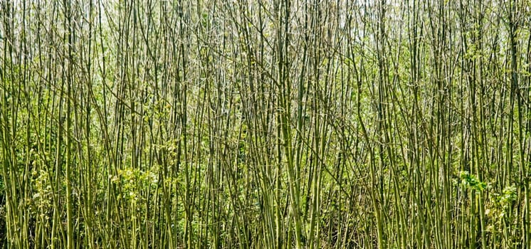 Trees