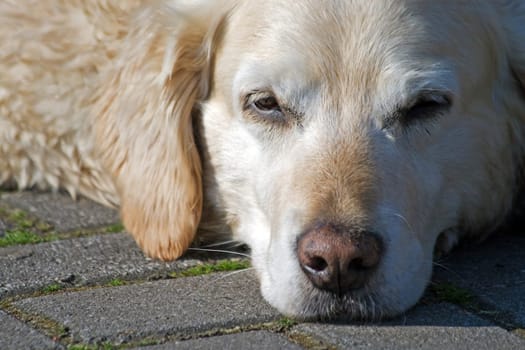 Labrador