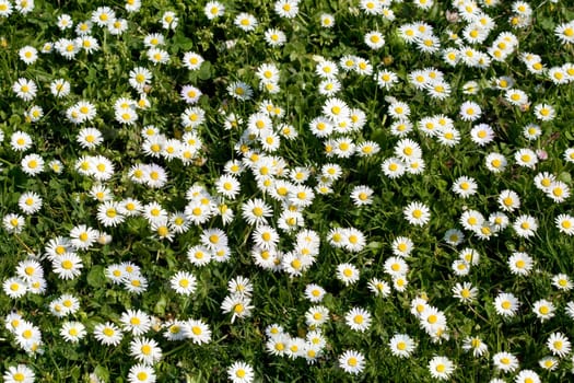 Daisy