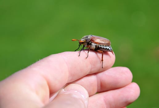 Unfortunately,the cockchafer has become very rare in many areas.