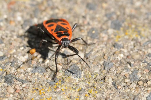 Firebug