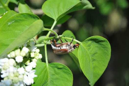 In the lilac...