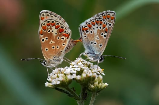 Detail (close-up) of the two butterflies