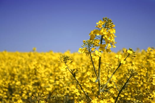 Rapeseed Field II
