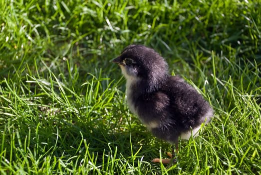 2 day old black chick
