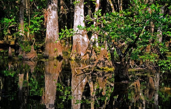 Swamp landscape
