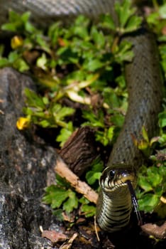 Natrix natrix