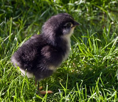 2 day old black chick