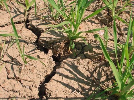 Drought,water shortage,soil compaction