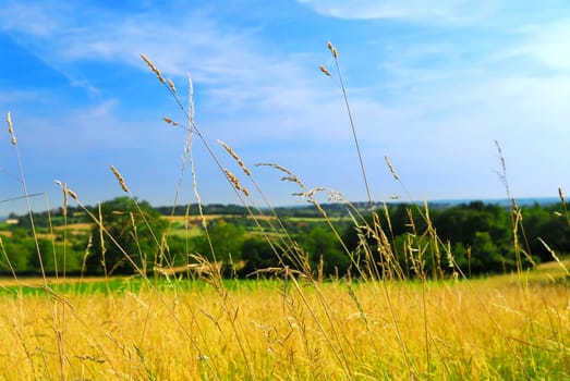 Country meadow landscape
