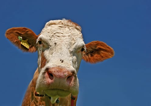 Cows in the Emmental