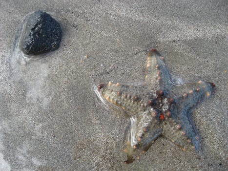 Starfish on the beach