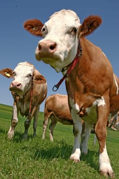 Cows in the Emmental