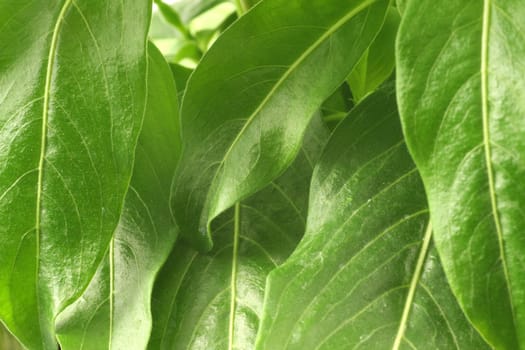 Leaves