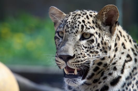 Cheetah