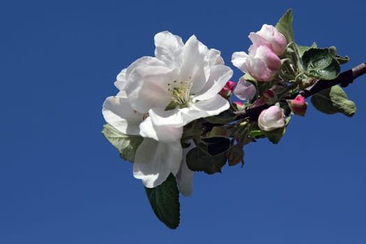 Apple blossom