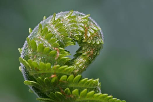 Fern