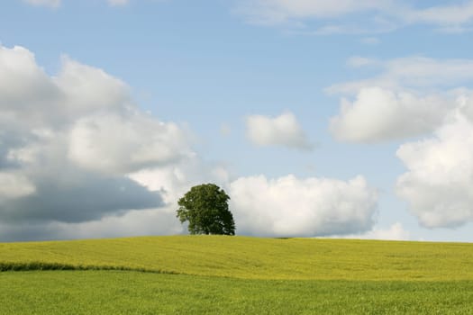 Oak tree in the field