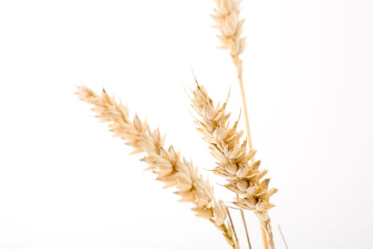 Ears of wheat