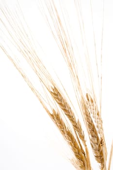 Ears of barley