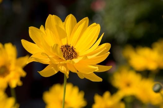 Suneye - Heliopsis scabra