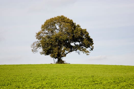 Linden tree - lime tree in late summer