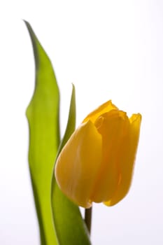 yellow tulip