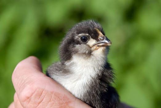 Black chick baby in hand
