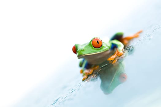 frog on glass over white