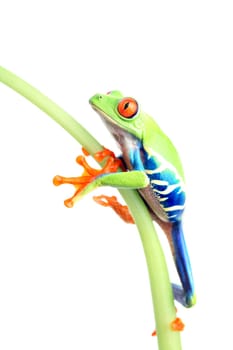 frog climbing plant isolated on white